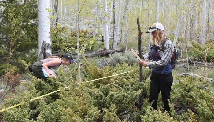 Pando, o maior ser vivo do mundo, está morrendo lentamente, conclui estudo